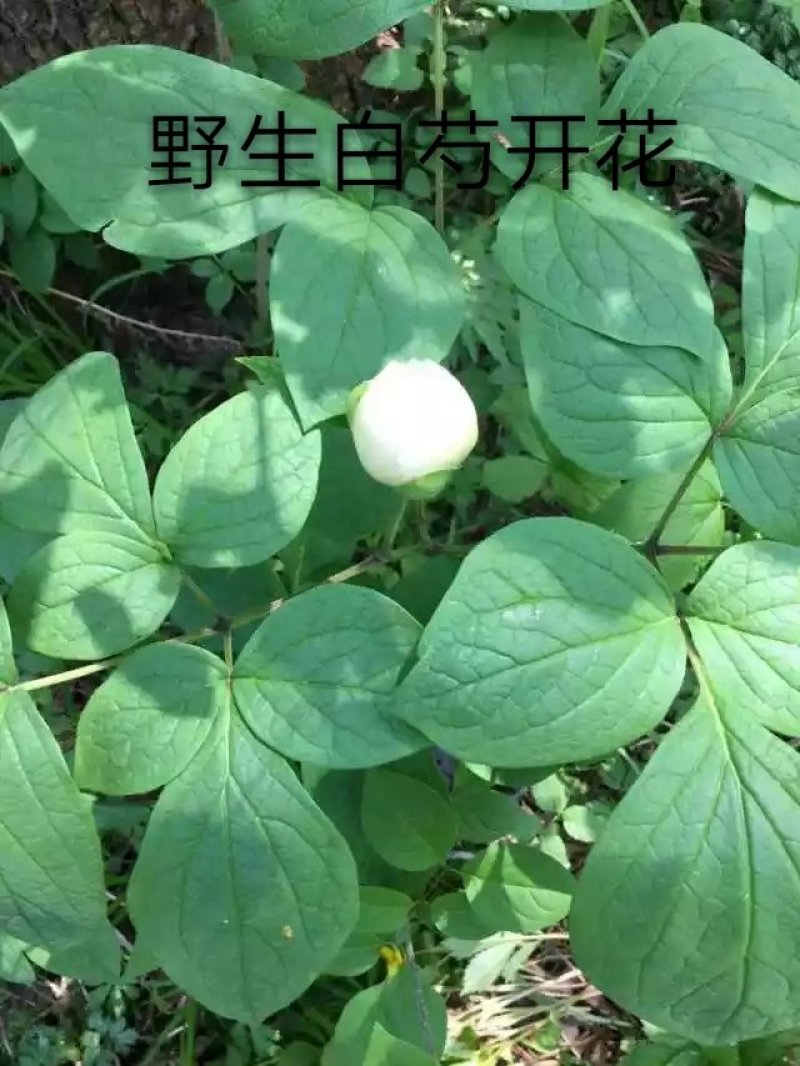 长白山野生白芍净根毛货