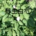 长白山野生白芍净根毛货