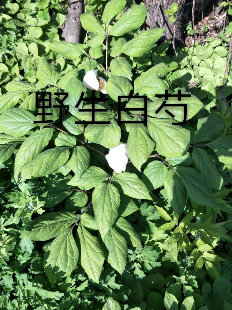 长白山野生白芍净根毛货
