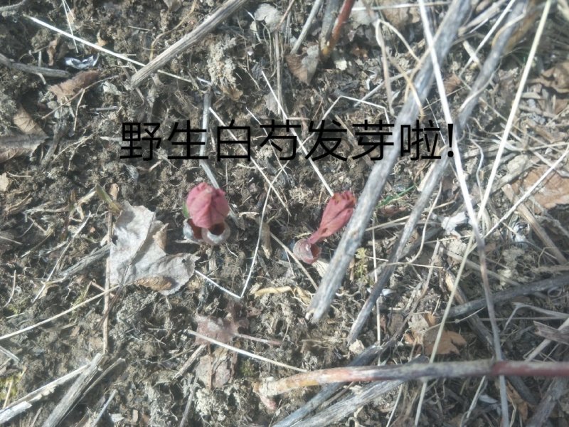 长白山野生白芍净根毛货