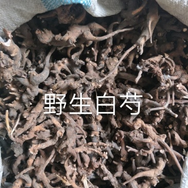 长白山野生白芍净根毛货
