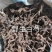长白山野生白芍净根毛货