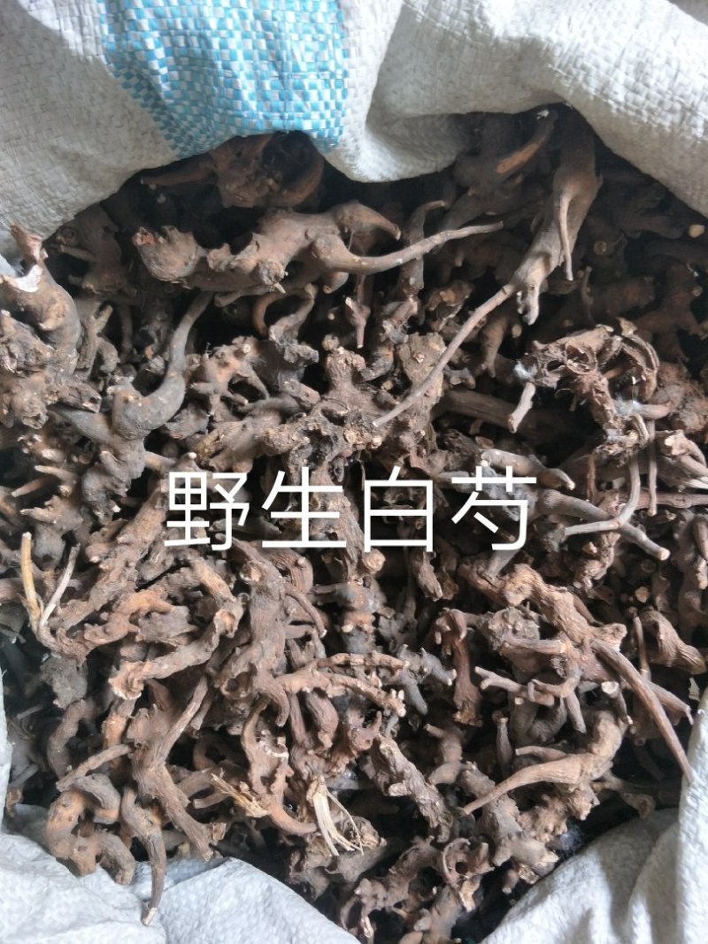 长白山野生白芍净根毛货