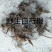 长白山野生白芍净根毛货