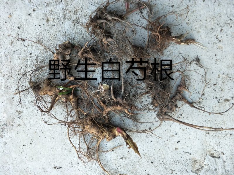 长白山野生白芍净根毛货