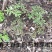 长白山野生白芍净根毛货