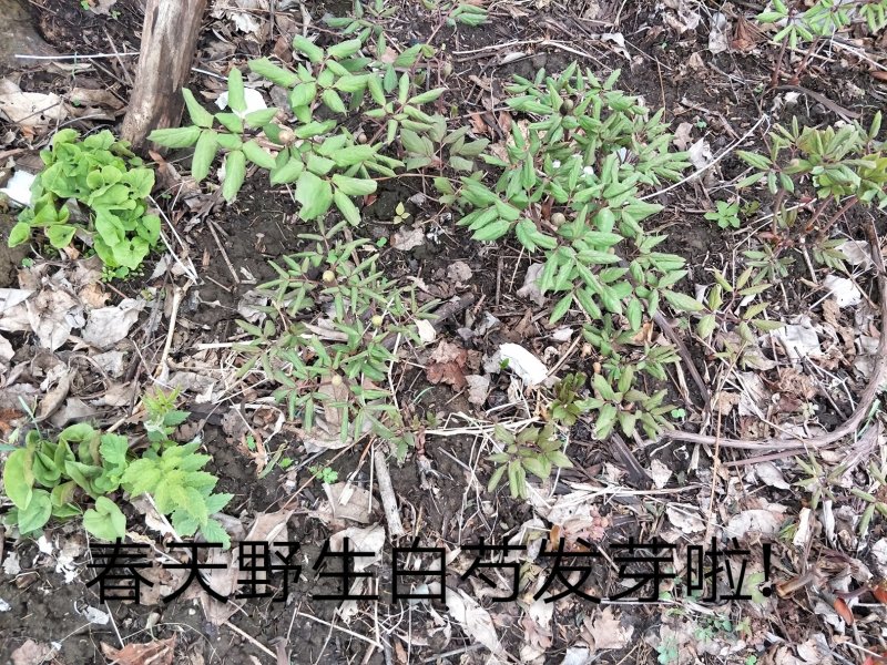 长白山野生白芍净根毛货