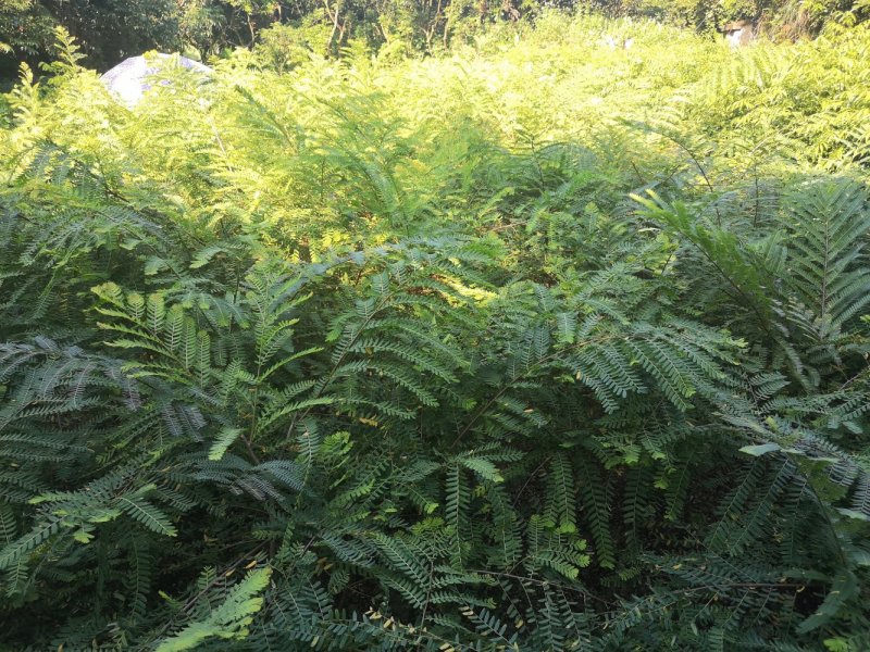 柿饼甜余甘果苗，嫁接大果柿饼油甘果油甘子苗