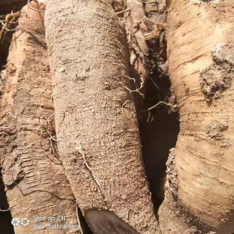 玄参芽，当年种，当年收，提供技术管理包回收！