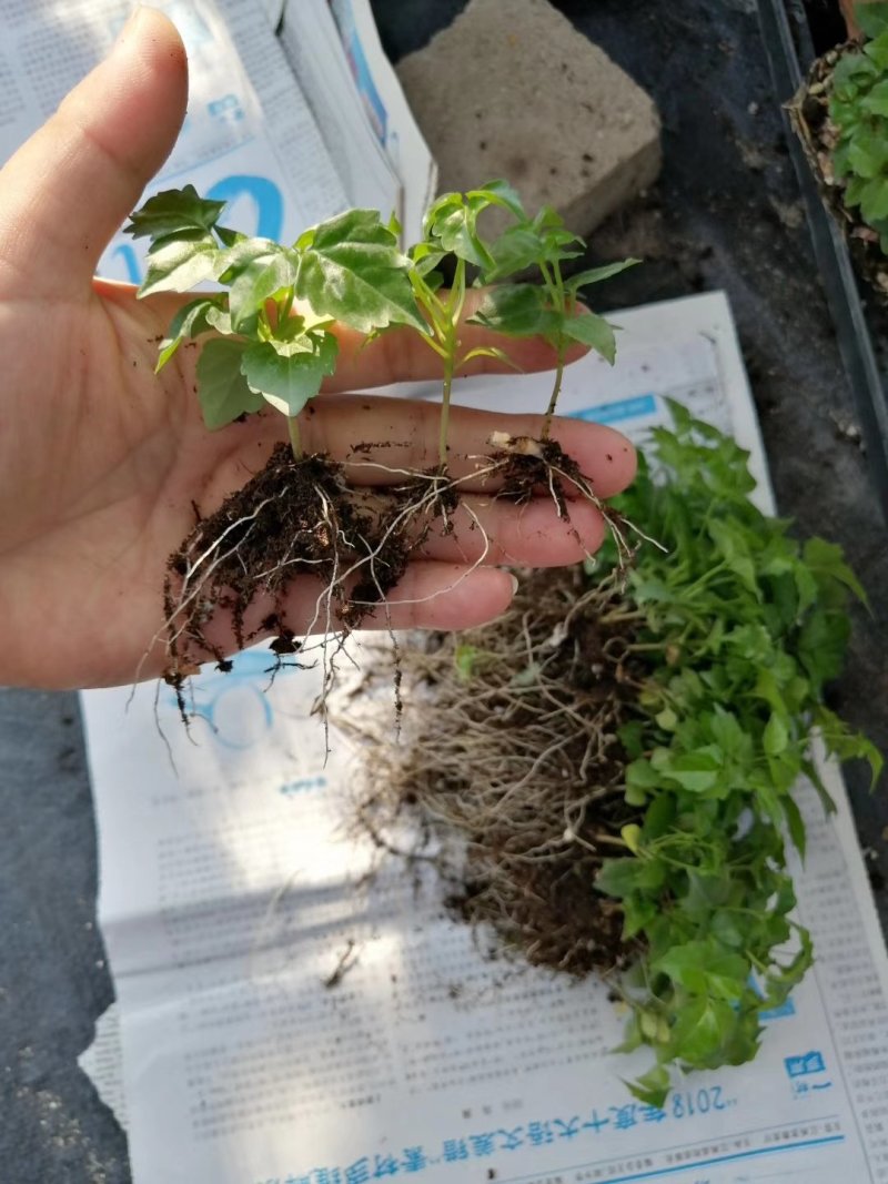 幸福树小富贵观叶植物小盆栽用苗一手货源直发