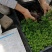 幸福树小富贵观叶植物小盆栽用苗一手货源直发