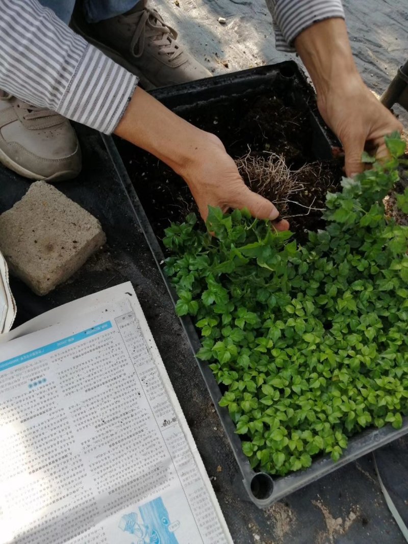 幸福树小富贵观叶植物小盆栽用苗一手货源直发