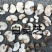 长白山野生白灵芝玉芝选货