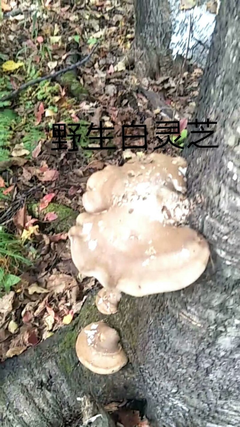 长白山野生白灵芝玉芝选货