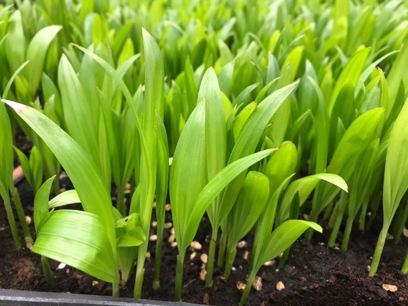 散尾葵观叶植物大盆栽小盆栽都适用一手货源直发