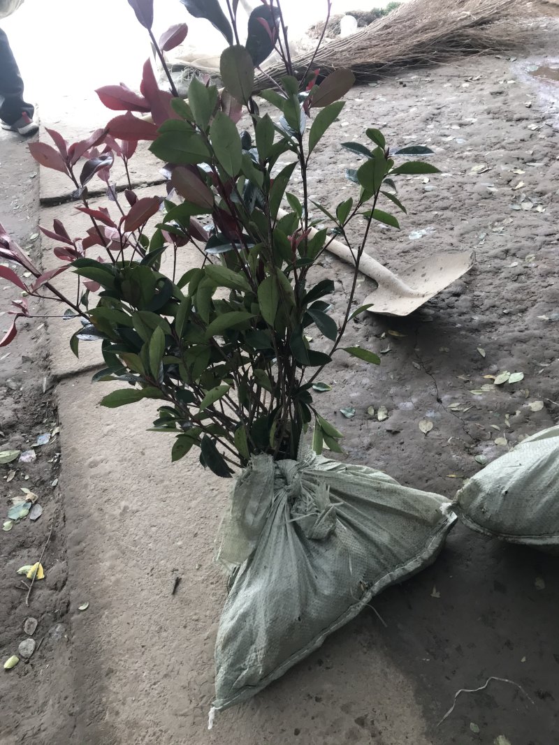 小杯大杯大桶红叶石楠冠幅度60-200cm