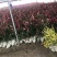 小杯大杯大桶红叶石楠冠幅度60-200cm