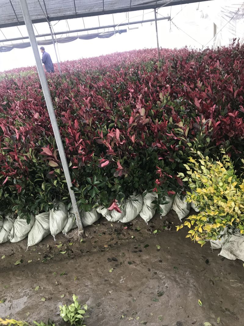 小杯大杯大桶红叶石楠冠幅度60-200cm