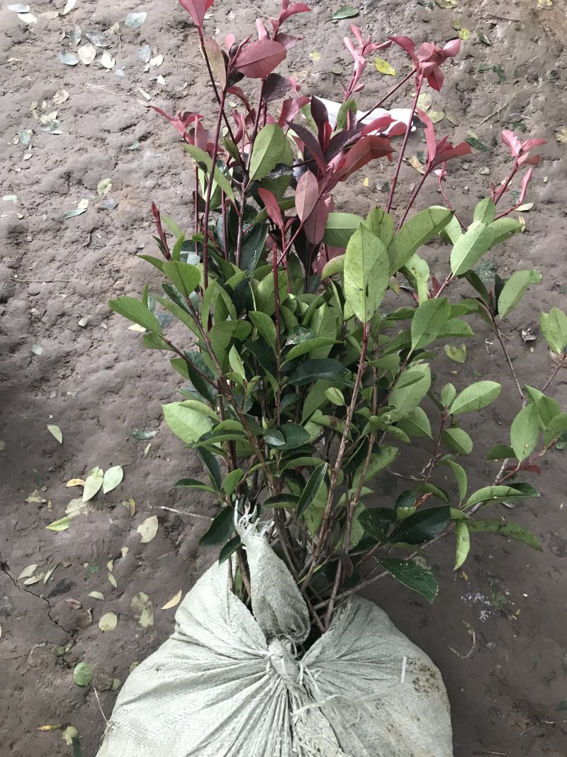 小杯大杯大桶红叶石楠冠幅度60-200cm