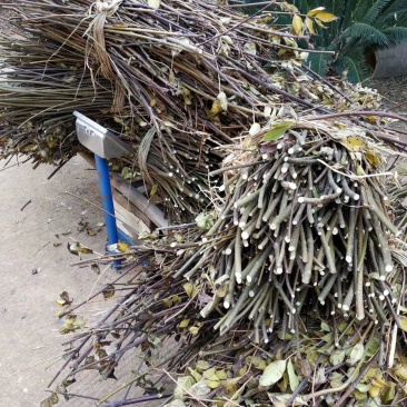 江西纯正中花吴茱萸枝条