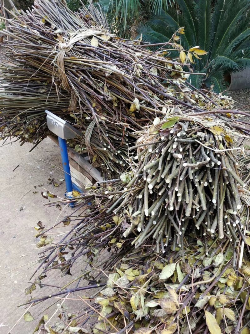 江西纯正中花吴茱萸枝条