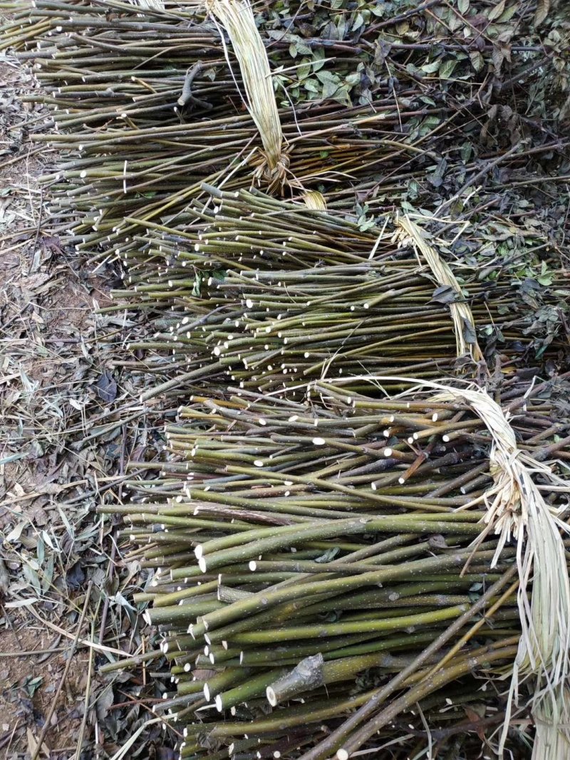 江西纯正中花吴茱萸枝条