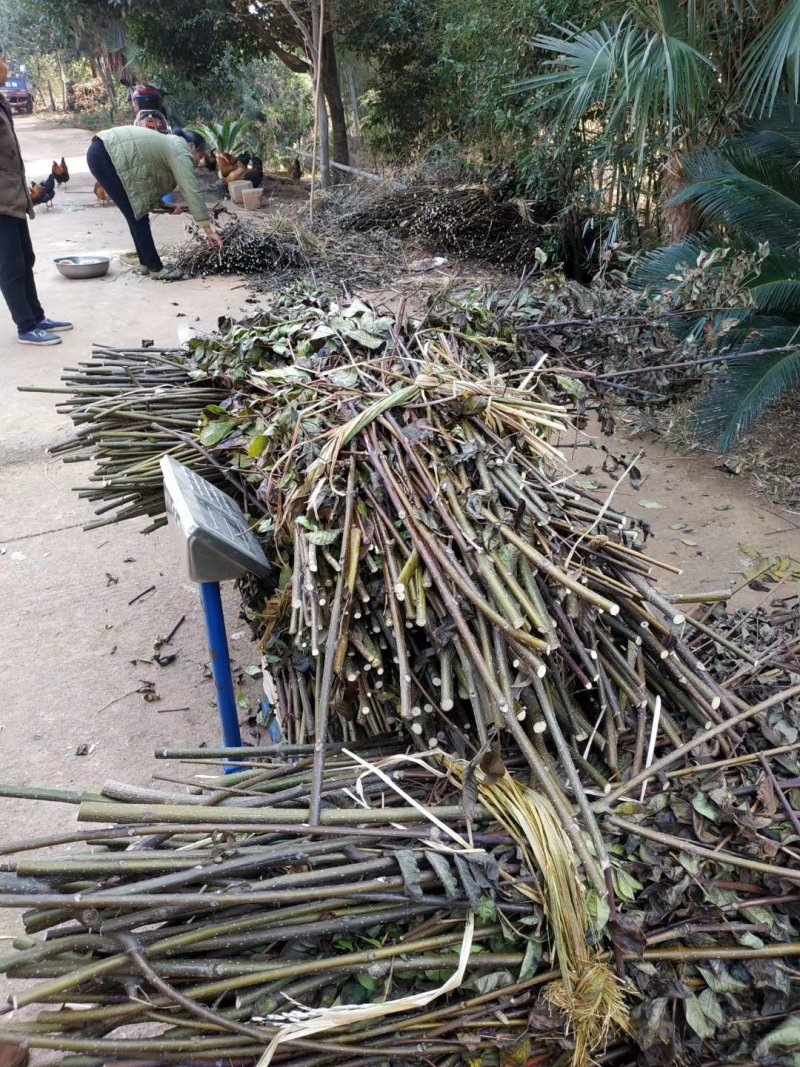 江西纯正中花吴茱萸枝条