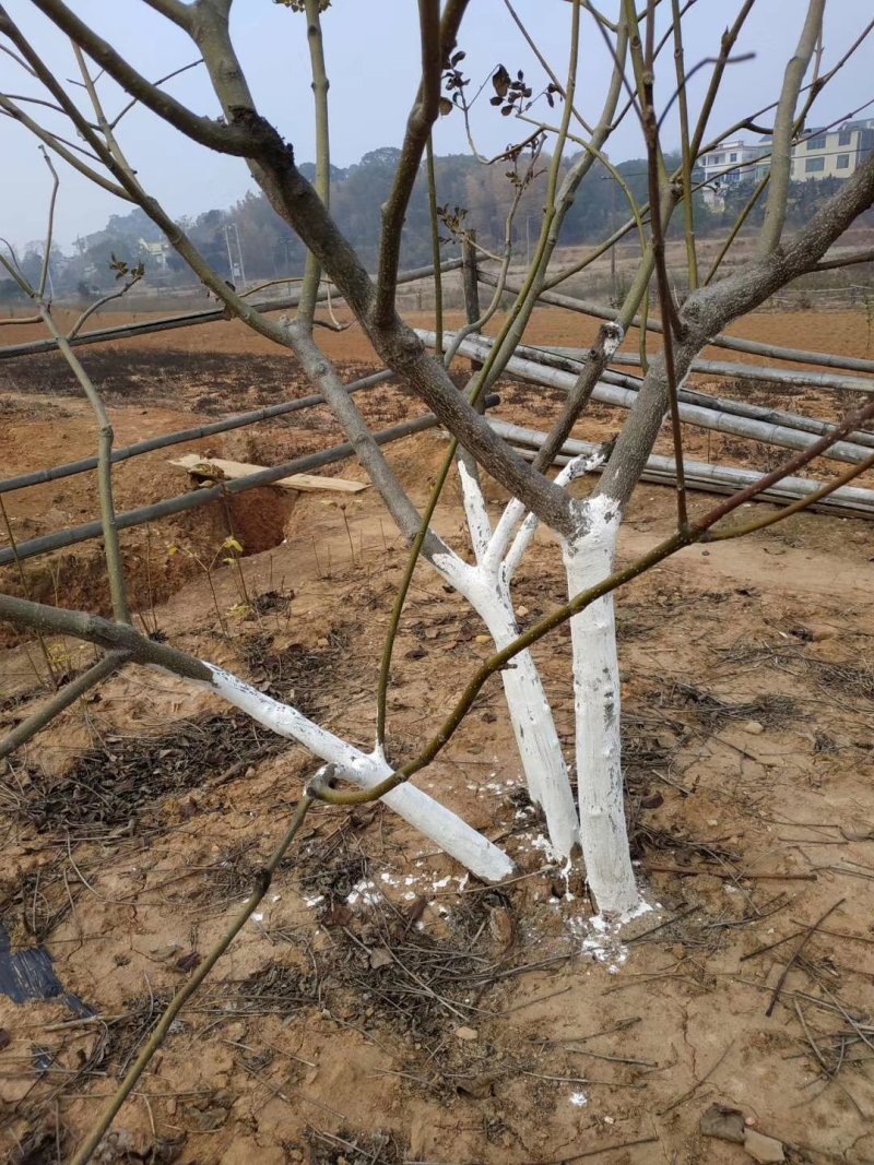 江西纯正中花吴茱萸枝条