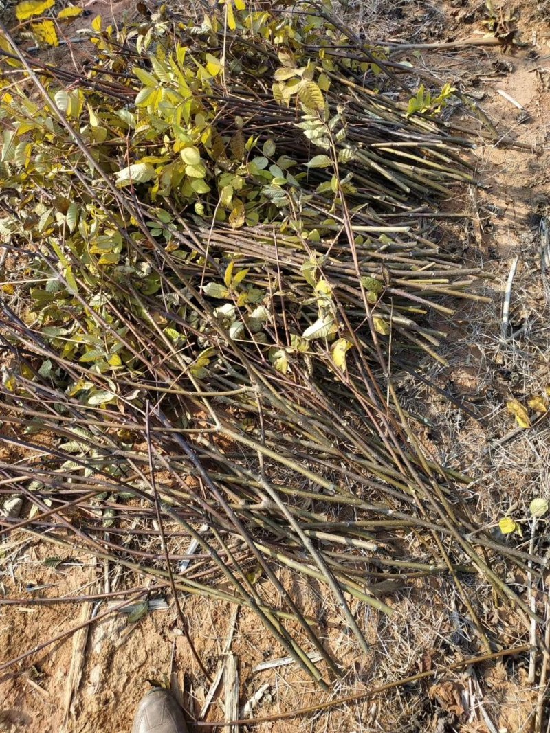 江西纯正中花吴茱萸枝条
