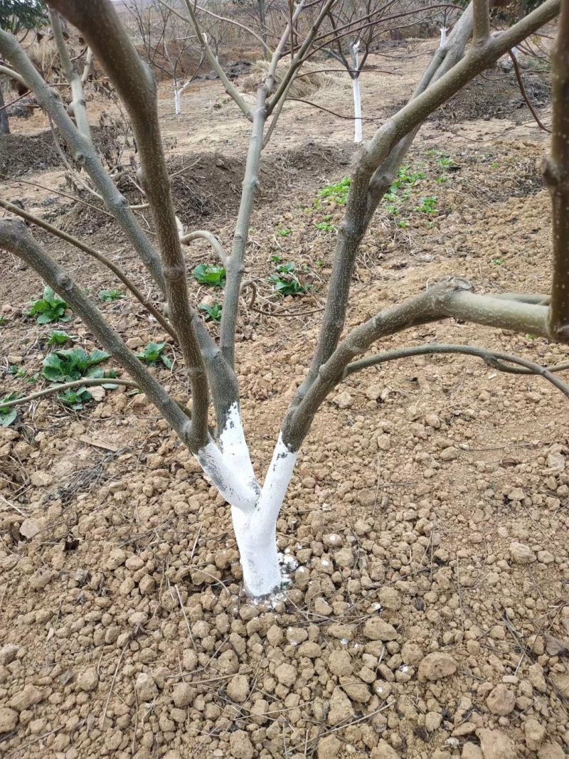 江西纯正中花吴茱萸枝条