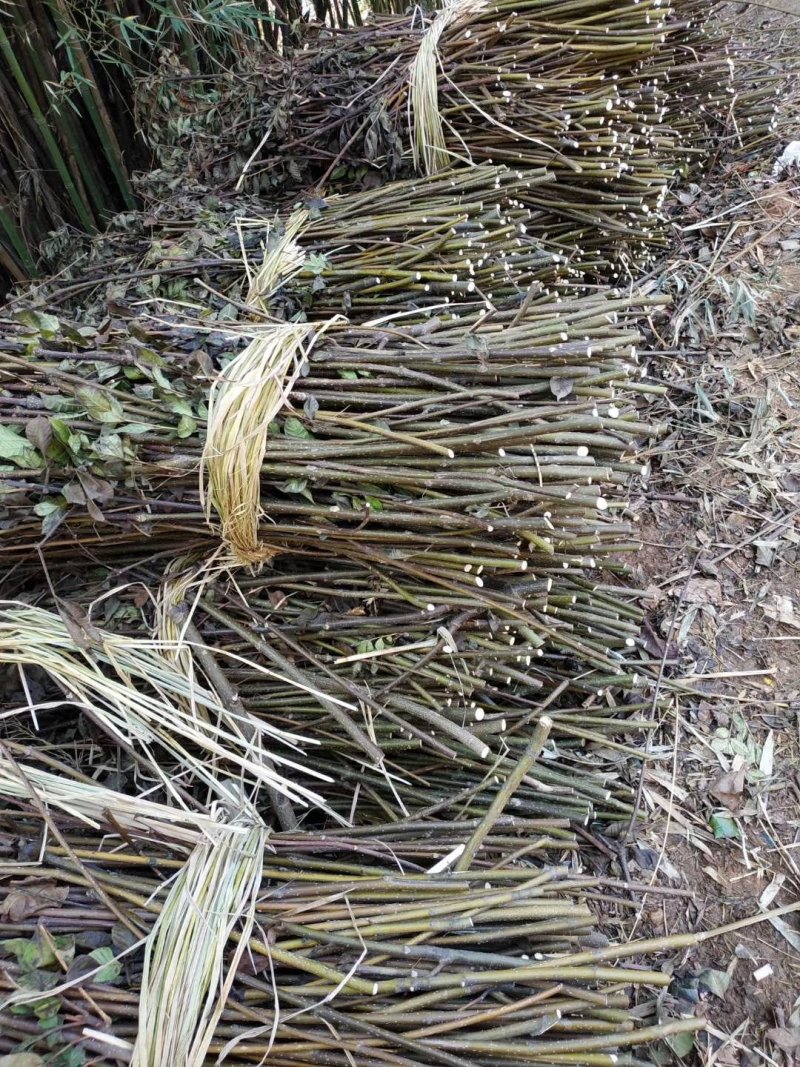 江西纯正中花吴茱萸枝条