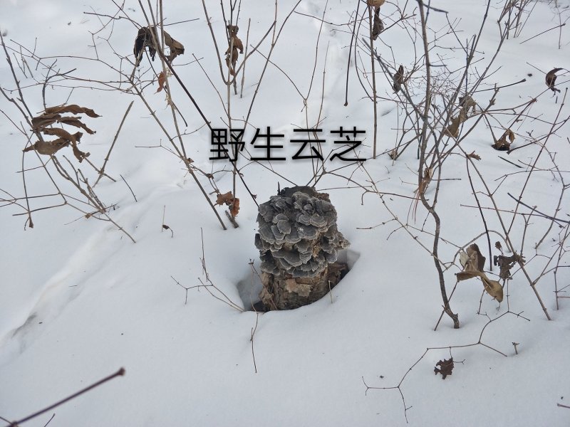 长白山野生云芝白里选货杂色云芝灰芝