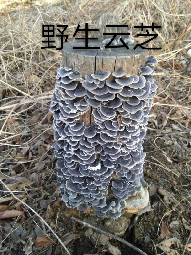 长白山野生云芝白里选货杂色云芝灰芝