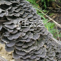 长白山野生云芝白里选货杂色云芝灰芝