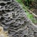 长白山野生云芝白里选货杂色云芝灰芝
