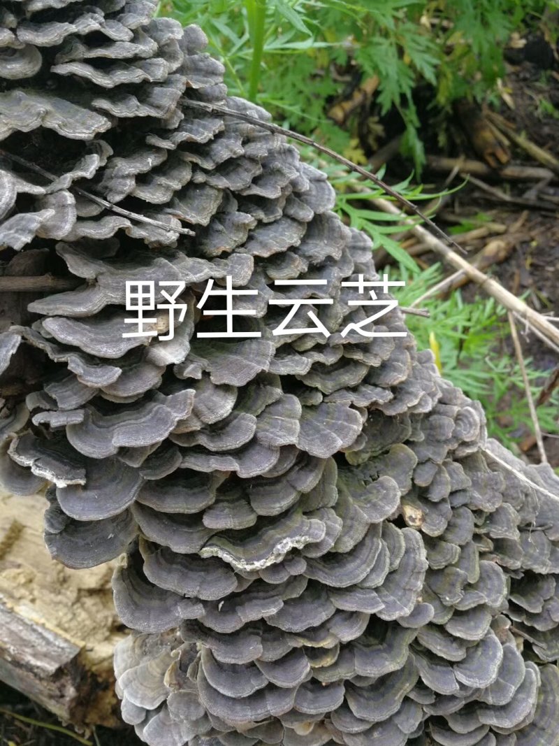 长白山野生云芝白里选货杂色云芝灰芝