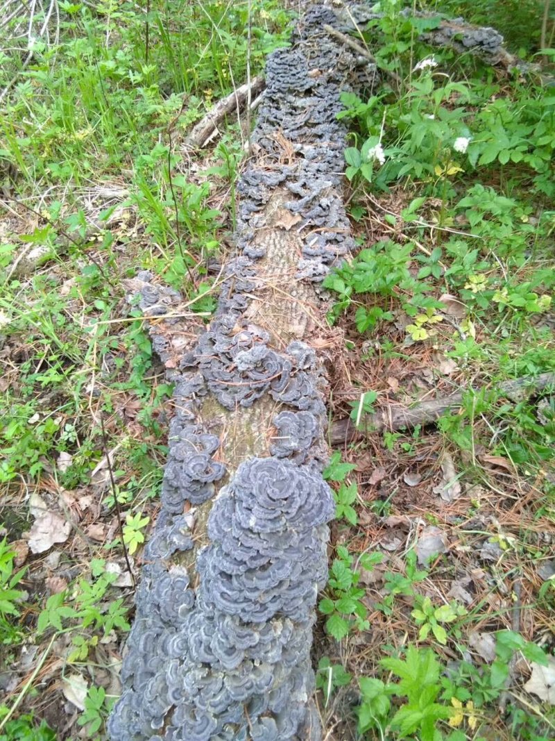 长白山野生云芝白里选货杂色云芝灰芝