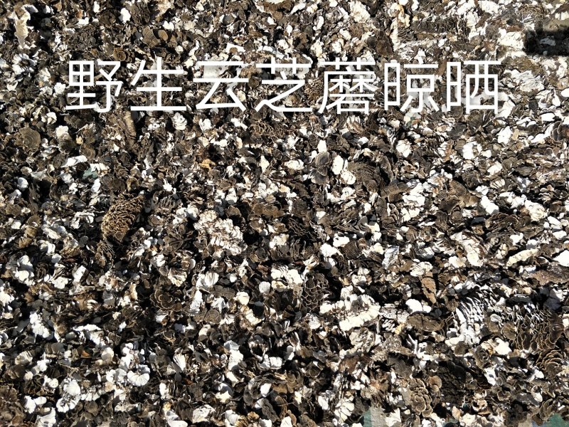 长白山野生云芝白里选货杂色云芝灰芝