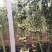种植救穷草,走上致富道路,滇黄精种子,纯红花的品种。