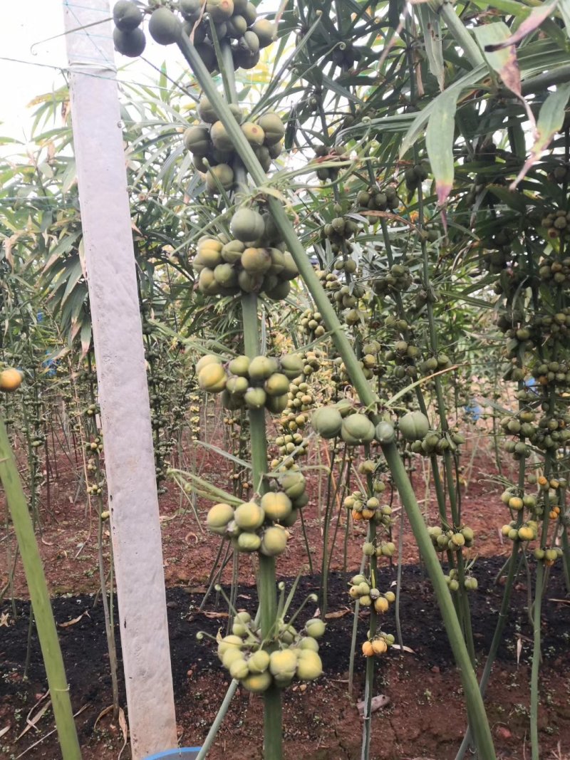 种植救穷草，走上致富道路，滇黄精种子，纯红花的品种。