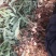种植救穷草,走上致富道路,滇黄精种子,纯红花的品种。