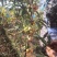 种植救穷草,走上致富道路,滇黄精种子,纯红花的品种。