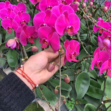 蝴蝶兰，大辣椒特级、特大型十个苞