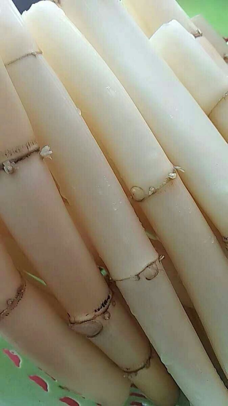 鲜野生芦苇根，现挖现发货，质量及好