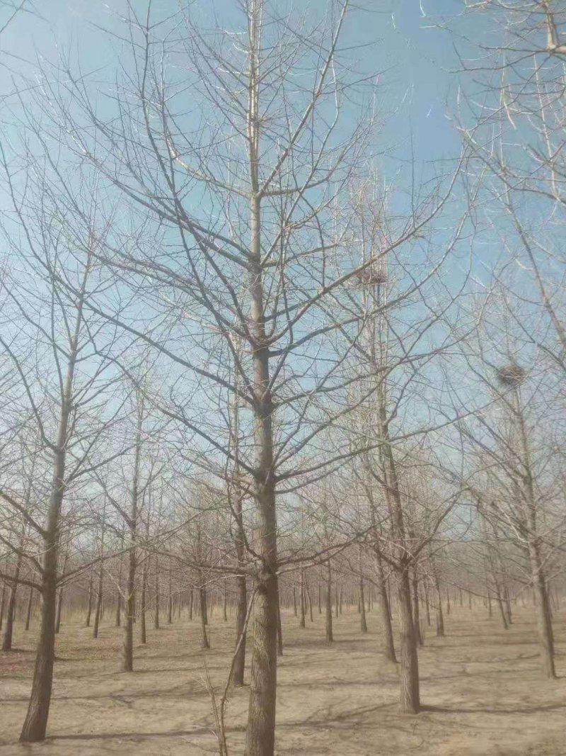 圃地银杏树苗规格齐全东北地区耐寒银杏树苗实地看苗