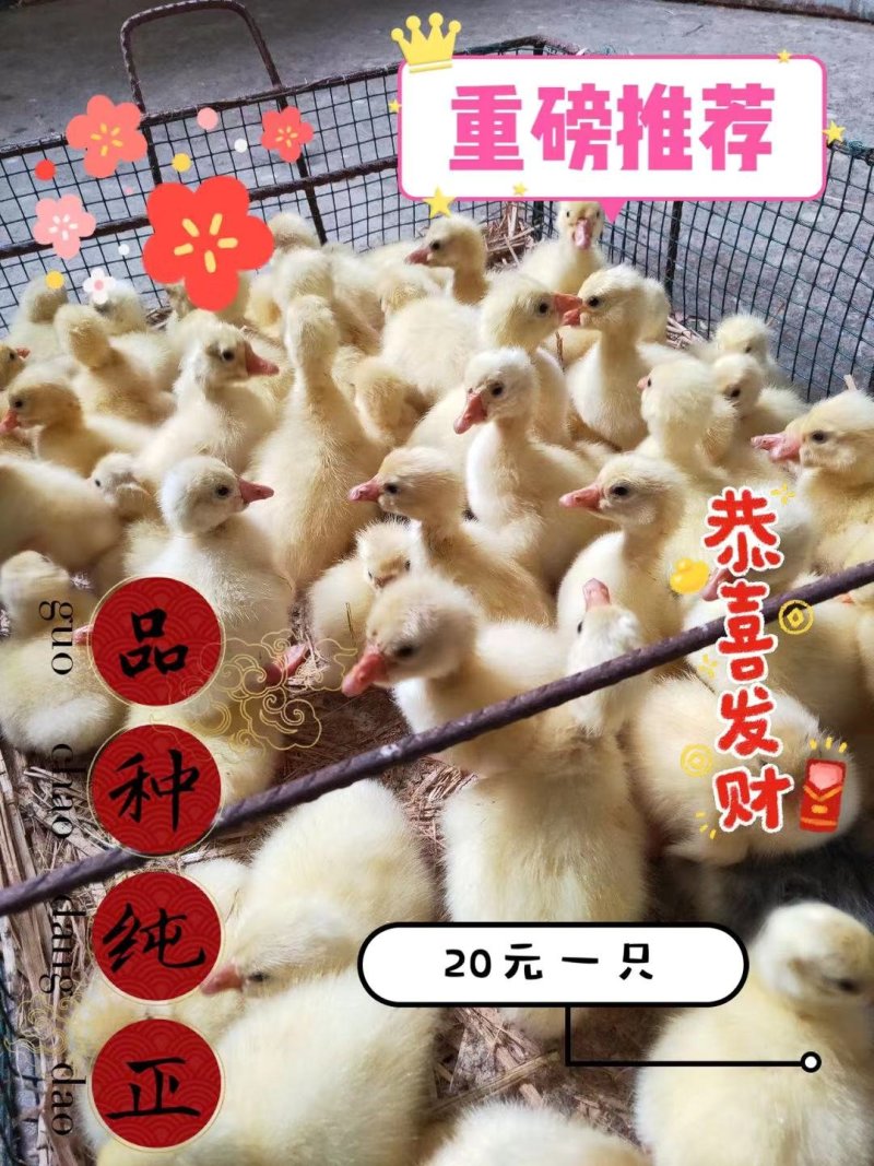 出售大品种鹅苗，大三花，皖浦杂交，纯泰州种苗，