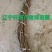 批发金叶榆接穗两头蜡不伤芽中华金叶榆种条嫁接繁育