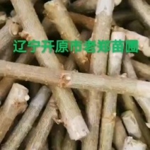 批发金叶榆接穗两头蜡不伤芽中华金叶榆种条嫁接繁育