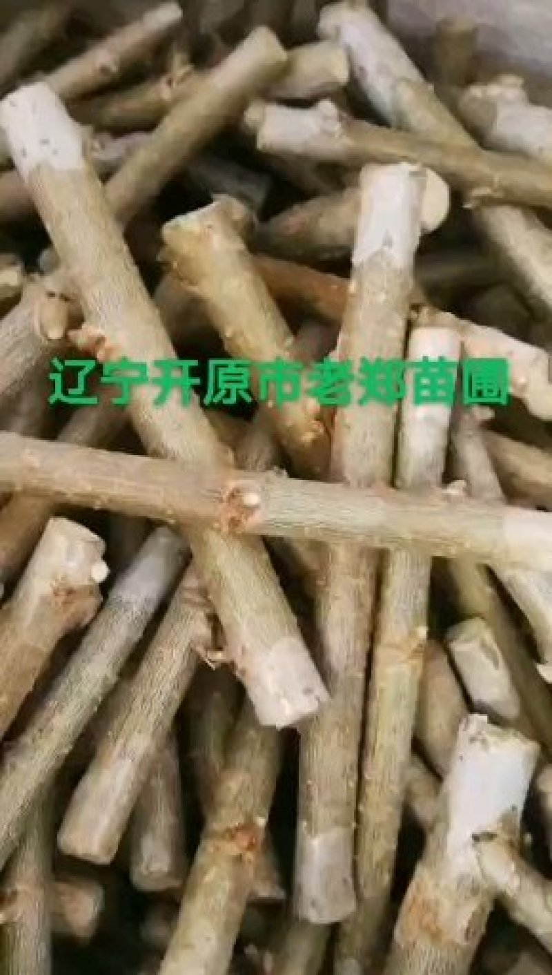 批发金叶榆接穗两头蜡不伤芽中华金叶榆种条嫁接繁育