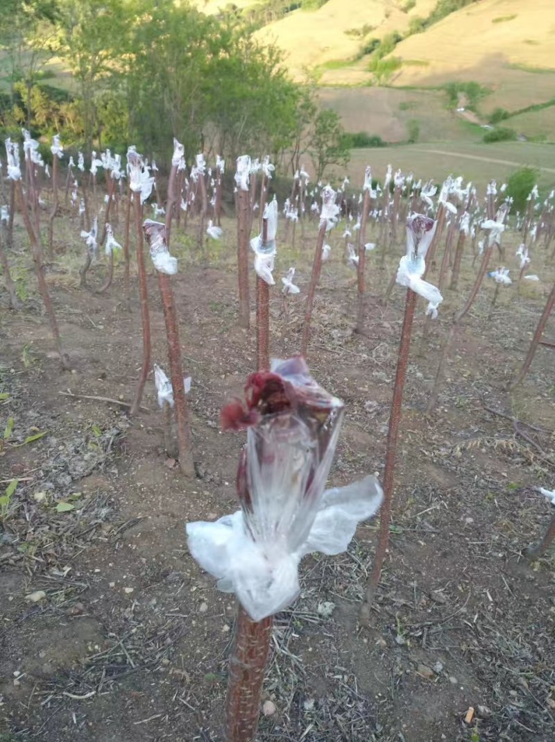 批发金叶榆接穗两头蜡不伤芽中华金叶榆种条嫁接繁育